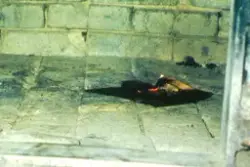 Brødbaking på Horgen vestre, Rolvsøy juni 1983 hos ekteparet