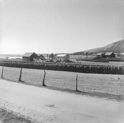 Bilde av Saursfjord, tatt fra fylkesveien. Til venstre er gå