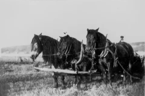 Tre hester foran selvbinderen. Visterflo i bakgrunnen, Rolvsøy 1931.