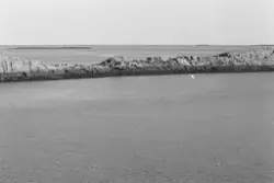 "Sjøfuglprosjektet".