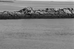 "Sjøfuglprosjektet".