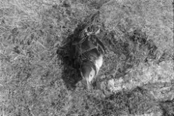 "Sjøfuglprosjektet".