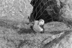 "Sjøfuglprosjektet".