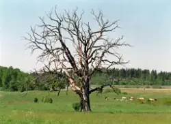 Betesmark, Salsta, Uppland 2007