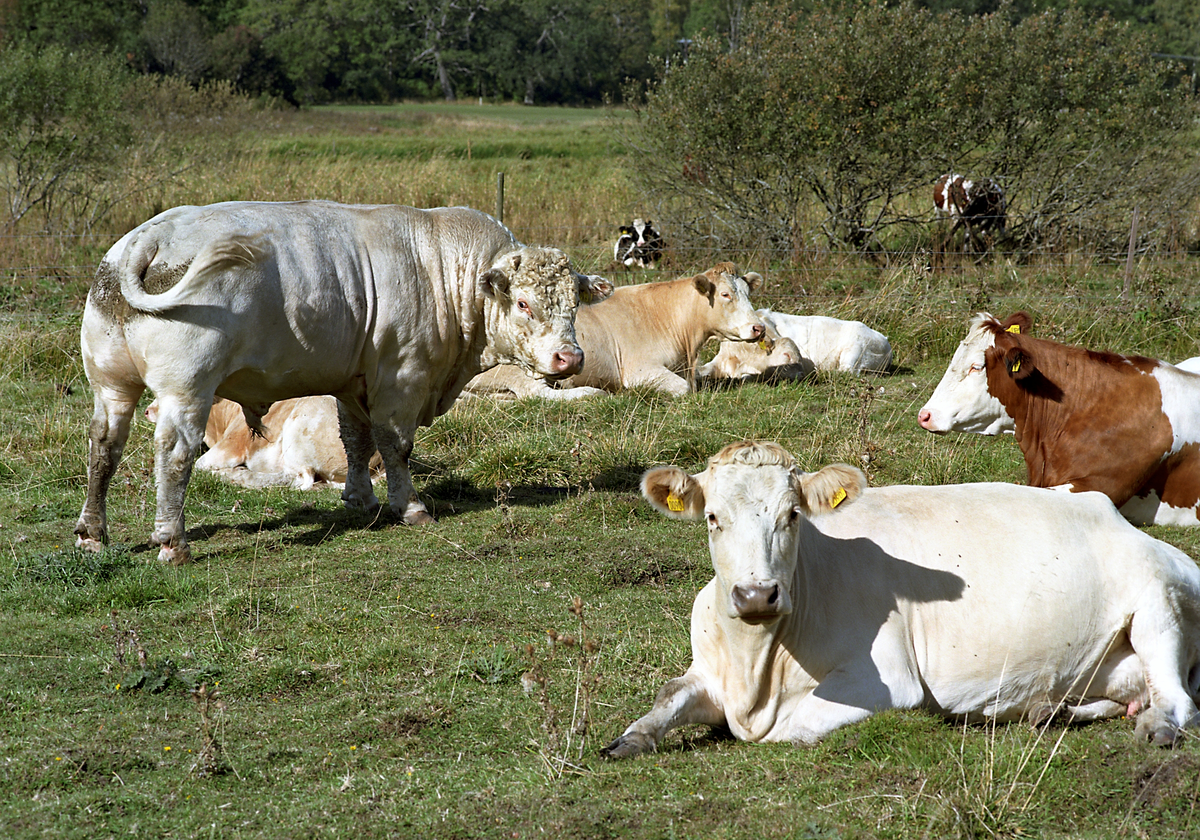 Kossor, Salsta, Uppland 2007