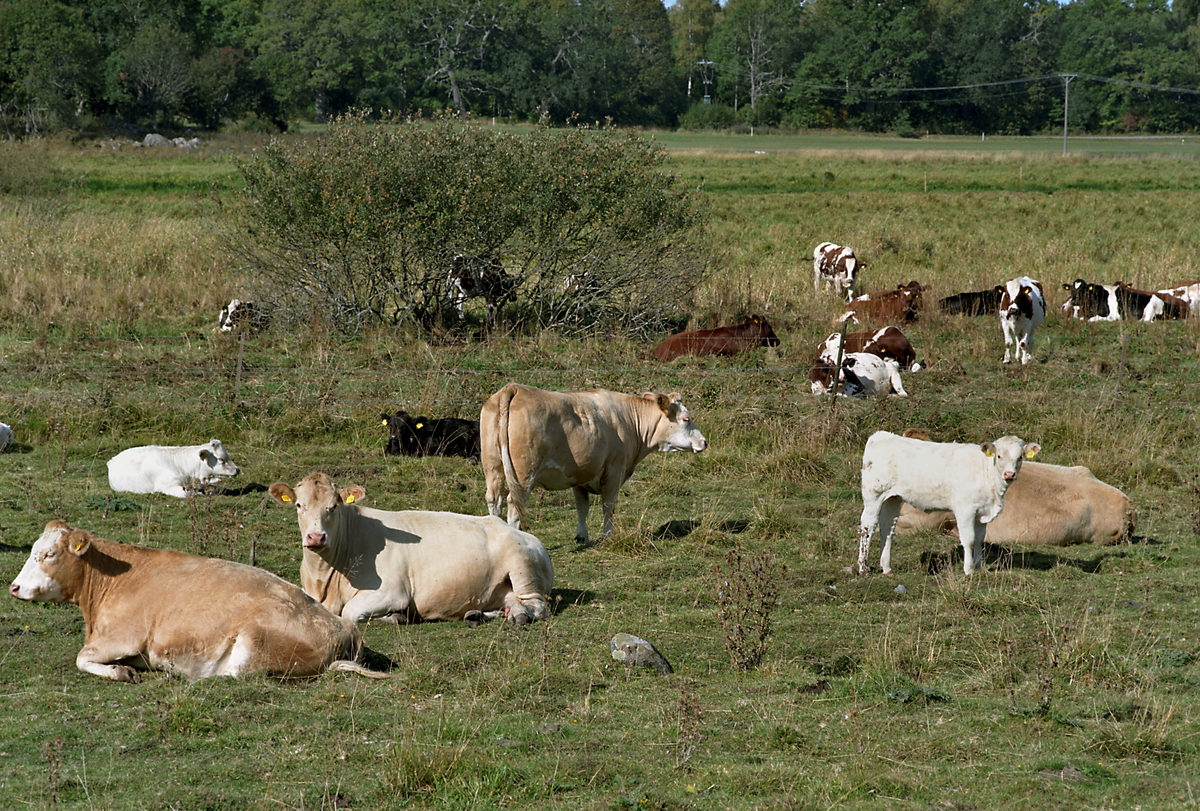 Kossor, Salsta, Uppland 2007