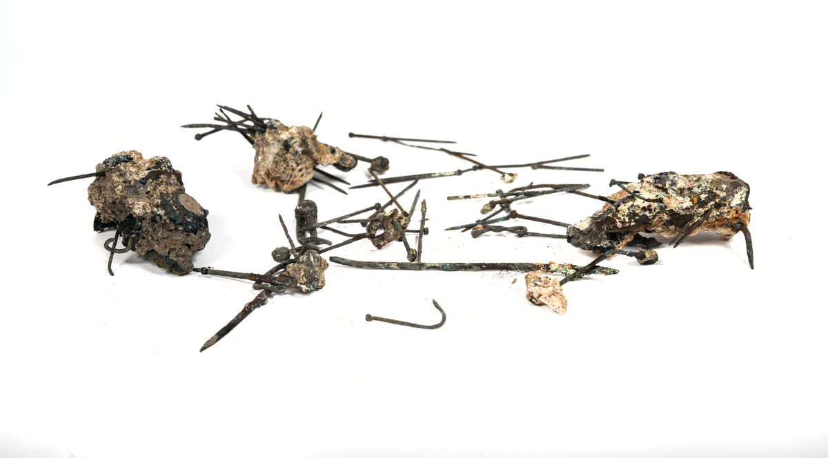 Nålar, delvis kalkinlagrade.