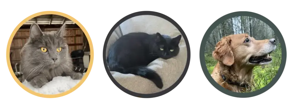 Två katter och en hund