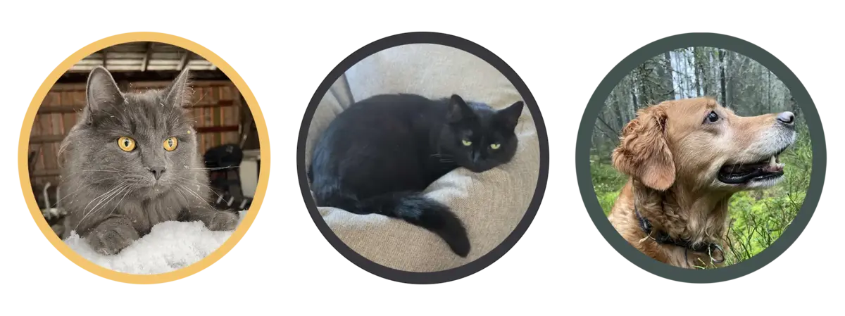 Två katter och en hund