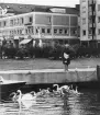 Svanar matas i Söderhamnsån. Foto 1960-tal.
