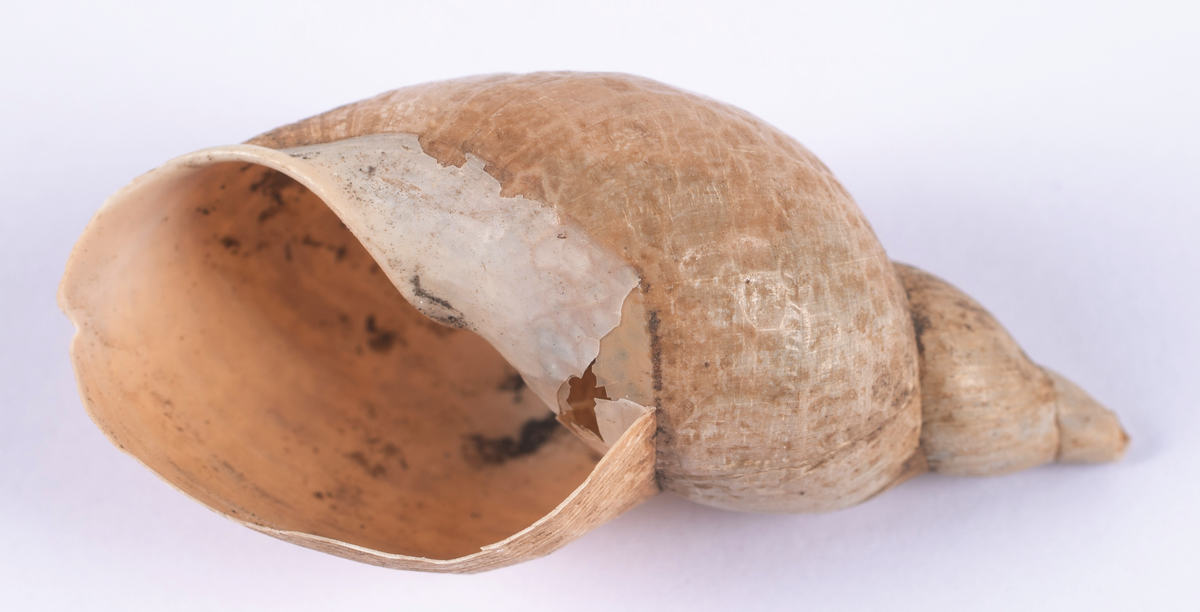 Det mycket omfattande fyndmaterialet domineras av keramik, främst yngre rödgods: grytor, karotter och fat. En del av detta är säkert producerat i Ny Varberg. En del yngre svartgods förekommer också, liksom kakel.

Importvaror från kontinenten är delar av rödgodset liksom vitgods, en hel del stengods och något fajans.

Vidare förekommer glas, både fönsterglas och dryckesglas, järnföremål av olika slag, förutom spik finns t ex lås, vidare mindre mängder brons, mässing och bly, varav några blyplomber.

Fynden har sorterats efter fyndomständighet och typ i följd VMF 50 000 - VMF 86 941, VMF 87 000 - VMF 87 032.

Därtill kommer diverse fyndnummer sten och ben som inte har VMF-nummer. Förmodligen är detta det samlade fyndmaterialets.

Merparten har lagts in i en databas av okänd typ, utskrifter från denna har kompletterats med en del uppgifter påskrivet för hand, liksom VMF-nummer, och finns i blankettform.

Sammanlagt omkring 3500 fyndposter finns att finna i  Primus av de drygt 37 000 posterna. Resten finns alltså endast dokumenterat på blanketter.

Själva sorteringen som helhet är av allt att döma bra gjord, det är bara det att arbetet tyvärr aldrig kunde fullföljas.

Oavsett infallsvinkel och frågeställngar så har fyndmaterialet tillsammans med dokumentationen god potential för vidare bearbetning och forskning.

Keramikfynd i Primus är VMF 50 000 - 52 296, enstaka poster > VMF 56 347, omkring 100 poster runt VMF 59 000, samt VMF 76 778 - 77 036.

Glas, läder, trä och metaller finns på VMF 86 000 - 86 941. Tegel har VMF  87 000 -  87 032.

Antalet fyndbackar är 443 st, varav keramik 362, glas 10, läder mm 6, trä 23, metall 15, tegel 13 samt sten 9 och ben 5 backar med olika fyndnummer men inte VMF-nummer. En del större träföremål som plank finns på pall.