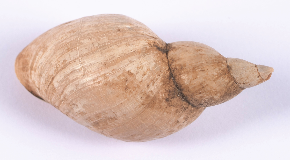 Det mycket omfattande fyndmaterialet domineras av keramik, främst yngre rödgods: grytor, karotter och fat. En del av detta är säkert producerat i Ny Varberg. En del yngre svartgods förekommer också, liksom kakel.

Importvaror från kontinenten är delar av rödgodset liksom vitgods, en hel del stengods och något fajans.

Vidare förekommer glas, både fönsterglas och dryckesglas, järnföremål av olika slag, förutom spik finns t ex lås, vidare mindre mängder brons, mässing och bly, varav några blyplomber.

Fynden har sorterats efter fyndomständighet och typ i följd VMF 50 000 - VMF 86 941, VMF 87 000 - VMF 87 032.

Därtill kommer diverse fyndnummer sten och ben som inte har VMF-nummer. Förmodligen är detta det samlade fyndmaterialets.

Merparten har lagts in i en databas av okänd typ, utskrifter från denna har kompletterats med en del uppgifter påskrivet för hand, liksom VMF-nummer, och finns i blankettform.

Sammanlagt omkring 3500 fyndposter finns att finna i  Primus av de drygt 37 000 posterna. Resten finns alltså endast dokumenterat på blanketter.

Själva sorteringen som helhet är av allt att döma bra gjord, det är bara det att arbetet tyvärr aldrig kunde fullföljas.

Oavsett infallsvinkel och frågeställngar så har fyndmaterialet tillsammans med dokumentationen god potential för vidare bearbetning och forskning.

Keramikfynd i Primus är VMF 50 000 - 52 296, enstaka poster > VMF 56 347, omkring 100 poster runt VMF 59 000, samt VMF 76 778 - 77 036.

Glas, läder, trä och metaller finns på VMF 86 000 - 86 941. Tegel har VMF  87 000 -  87 032.

Antalet fyndbackar är 443 st, varav keramik 362, glas 10, läder mm 6, trä 23, metall 15, tegel 13 samt sten 9 och ben 5 backar med olika fyndnummer men inte VMF-nummer. En del större träföremål som plank finns på pall.