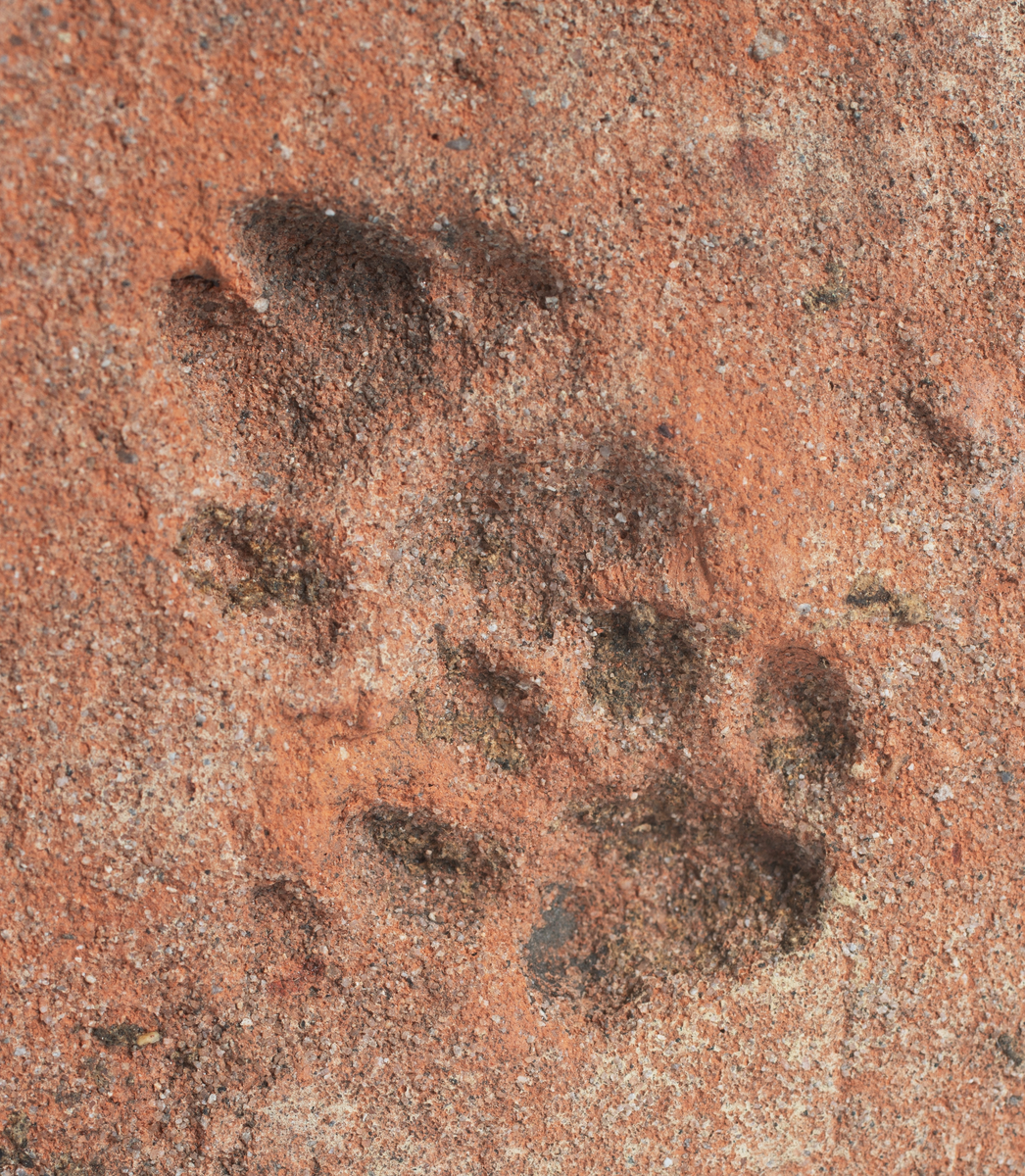 Det mycket omfattande fyndmaterialet domineras av keramik, främst yngre rödgods: grytor, karotter och fat. En del av detta är säkert producerat i Ny Varberg. En del yngre svartgods förekommer också, liksom kakel.

Importvaror från kontinenten är delar av rödgodset liksom vitgods, en hel del stengods och något fajans.

Vidare förekommer glas, både fönsterglas och dryckesglas, järnföremål av olika slag, förutom spik finns t ex lås, vidare mindre mängder brons, mässing och bly, varav några blyplomber.

Fynden har sorterats efter fyndomständighet och typ i följd VMF 50 000 - VMF 86 941, VMF 87 000 - VMF 87 032.

Därtill kommer diverse fyndnummer sten och ben som inte har VMF-nummer. Förmodligen är detta det samlade fyndmaterialets.

Merparten har lagts in i en databas av okänd typ, utskrifter från denna har kompletterats med en del uppgifter påskrivet för hand, liksom VMF-nummer, och finns i blankettform.

Sammanlagt omkring 3500 fyndposter finns att finna i  Primus av de drygt 37 000 posterna. Resten finns alltså endast dokumenterat på blanketter.

Själva sorteringen som helhet är av allt att döma bra gjord, det är bara det att arbetet tyvärr aldrig kunde fullföljas.

Oavsett infallsvinkel och frågeställngar så har fyndmaterialet tillsammans med dokumentationen god potential för vidare bearbetning och forskning.

Keramikfynd i Primus är VMF 50 000 - 52 296, enstaka poster > VMF 56 347, omkring 100 poster runt VMF 59 000, samt VMF 76 778 - 77 036.

Glas, läder, trä och metaller finns på VMF 86 000 - 86 941. Tegel har VMF  87 000 -  87 032.

Antalet fyndbackar är 443 st, varav keramik 362, glas 10, läder mm 6, trä 23, metall 15, tegel 13 samt sten 9 och ben 5 backar med olika fyndnummer men inte VMF-nummer. En del större träföremål som plank finns på pall.