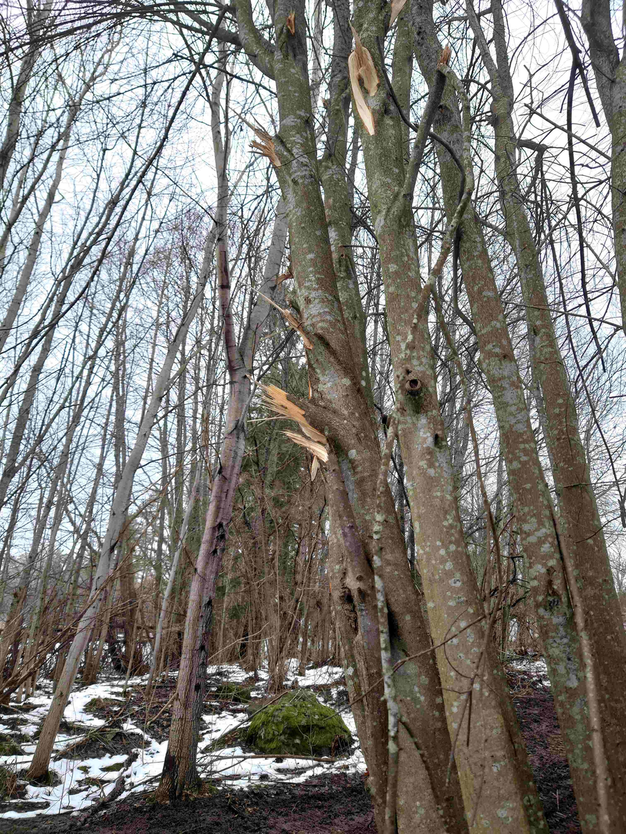 Resumé: 
Den förra ägaren av Älgbostad sålde gården 2009 till en flerbarnsfamilj som hade planer på att driva en hästgård. De hann äga fastigheten i 1 månad innan kommunen hävde köpet 2009 med stöd av argumenten att Älgbostad är: 

-Fast egendom som behövs för att tillgodose ett väsentligt behov av mark eller anläggning för idrott eller friluftsliv

-Fast egendom med byggnad som bör bevaras därför att den är värdefull från kulturhistorisk eller miljömässig synpunkt,
Samtliga partier skrev under på detta och menade att det fanns ett stort behov av att utöka det populära Hökmossbadet, värna allmänhetens tillträde till området, bevara den ”gröna kilen och göra en gång- och cykelväg till Jägarskogens naturreservat.
Denna omsorg om medborgarnas tillgång till rekreation, natur- och kulturupplevelser var totalt bortglömd när 2015 års markanvisningstävlan gick av stapeln.
Efter att ha fått strandskyddet om 300 meter, som gäller hela Yngern, ändrat till 100 meter just för Älgbostad överträffade de tävlande entreprenörerna varandra. De interna/hemliga exploateringsförslagen läckte ut och kom till allmänhetens kännedom. Inte bara Älgbostad skulle hårdexploateras, utan även angränsande kommunal mark.
2016 genomfördes en namninsamling som fick in totalt 954 namnunderskrifter som begärde en folkomröstning om byggplanerna. Kommunfullmäktige avslog namninsamlingen av formella skäl och beslutade att gå vidare med byggplanerna.
Under den korta samrådstiden över jul- nyårshelgen 2017/18 lämnade 193 Nykvarnsbor svaret nej till bostadsbyggande och ja till friluftsområde med utvidgat bad.
Moderaterna och Nykvarnspartiet var då de partier som var ivrigast för exploatering.  Centerpartiet, Miljöpartiet, Vänsterpartiet och Sverigedemokraterna var mot byggplanerna. Liberalerna och Socialdemokraterna valde därför att gå vidare med ett ”mindre” exploateringsförslag utmed Karlslundsvägen. De tre stora partierna Moderaterna, Nykvarnspartiet och Socialdemokraterna ställde tillsammans ut förslaget på granskning. 
Det blev inte mycket kvar av ”allmänhetens tillträde till området” med det presenterade detaljplaneförslaget. Därför startade föreningen Älgbostads vänner 2020 en ny namninsamling via listor och på nätet. Ett folkinitiativ för att samla de Nykvarnsbor som vill se kommunens ursprungliga planer för Älgbostad förverkligade. Så här löd parollen
Stoppa byggplanerna vid Hökmossbadet/Älgbostad – fullfölj det syfte som gav kommunen rätt till förköp – utveckla ett friluftsområde med utvidgat bad.
Inte heller den namninsamlingen lyckades påverka byggplanerna så Älgbostads vänner tillsammans med andra intressenter drev frågan vidare till Mark och Miljödomstolen och senare i Mark och Miljööverdomstolen och i december 2020 fick vi rätt med motiveringen att man inte får bygga på brukningsvärd jordbruksmark om det finns alternativ. 
Sedan 2009 har förvaltning och underhåll av fastigheten stått nästan helt still, med den förödande konsekvensen att husen förfallit mer och mer. Efter påtryckningar från Älgbostads vänner har vissa åtgärder genomförts på senare tid. Men alldeles för sent.
Nu i januari 2026 rivs alla hus enligt beslut i kommunstyrelsen, trots överklaganden och protester från folk, fridlysta fladdermöss och trots att man en gång slog fast att Älgbostad är en ”fast egendom med byggnad som bör bevaras därför att den är värdefull från kulturhistorisk eller miljömässig synpunkt”. 
När byggnaderna är rivna kommer fastigheterna inte längre att vara taxerade som bebyggda lantbruksfastigheter och Nykvarns kommun får möjligen lättare att uppnå sin tidigare målsättning att sälja marken och bygga bostäder.
Nykvarns kommun har sedan tidigare en historia av omfattande exploateringar av jordbruksmark och kulturhistoriska miljöer. Vidbynäs såldes billigt och bördig jord fraktades bort. Kvar blev en golfbana. Mörby, Nykvarns kulturhistoriska vagga med omfattande jordbruksmark, har ersatts av ett logistikcentrum.
I kommunens översiktsplan 2035 skriver man; Kommunens utgångspunkt är att brukningsbar jordbruksmark enbart får ianspråktas för ett väsentligt samhällsintresse som inte kan tillgodoses på annan plats. Kommunen har lagt till en definition av vad väsentligt samhällsintresse är. Att tillskapa nya bostäder i befintliga större sammanhängande områden, såsom tätorten Nykvarn, som har tillgång till VA-infrastruktur, väginfrastruktur, gång- och cykelinfrastruktur samt kollektivtrafik, bedömds vara ett väsentligt samhällsintresse. 
Föreningen Älgbostads vänner kommer därför att fortsätta bevaka den pågående utvecklingen, för att området verkligen ska bli det friluftsområde man ursprungligen argumenterade för. 
Föreningen vill att namnet Älgbostad bevaras och att gårdens historia presenteras i en informationsskylt. Älgbostad har varit boplats sedan forntiden och finns dokumenterad i kartor och handlingar sedan tidigt 1600-tal.

Texten har publicerats i  Länstidningen Södertälje i januari 2026 
