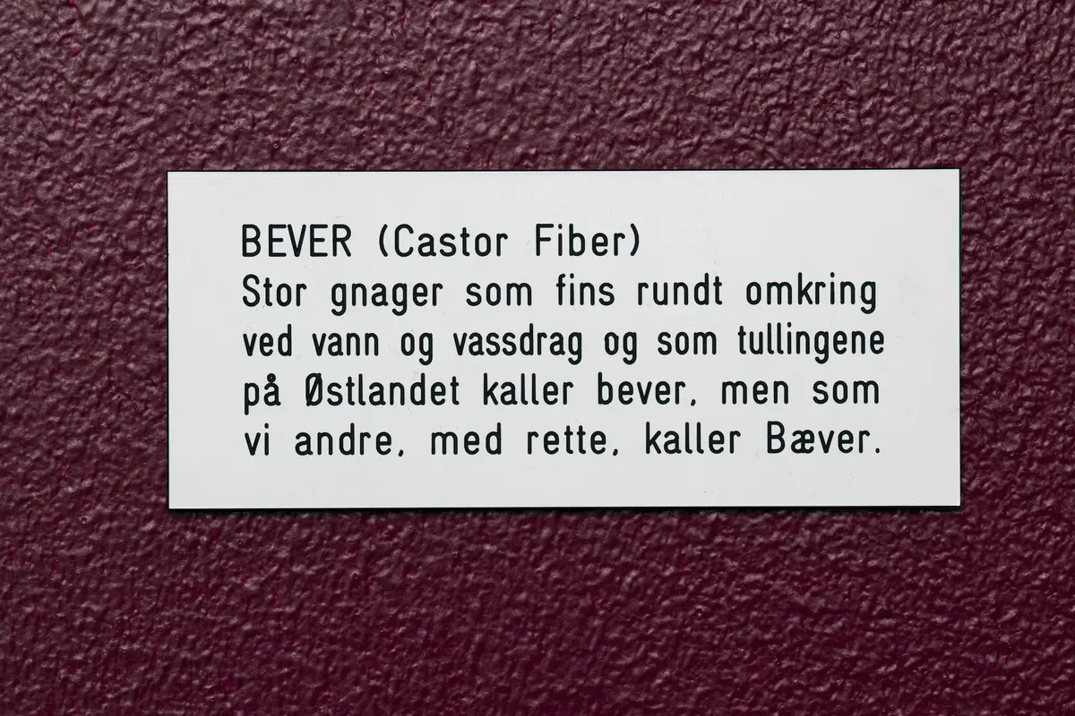 Del av utsmykking på Ranheim skole: en serie med lekne figurer tegnet av Kim Hiorthøy, med tilhørende humørfylte og tankevekkende tekster av Erlend Loe.

BEVER (Castor Fiber) 
Stor gnager som fins rundt omkring ved vann og vassdrag og som tullingene på Østlandet kaller bever, men som vi andre, med rette, kaller Bæver.