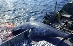 M/S "Landkjenning", fangst av bottlenose-kval Labrador, juni