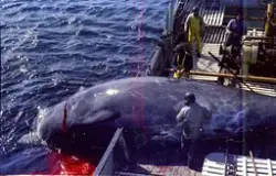 M/S "Landkjenning", fangst av bottlenose-kval, Labrador, jun