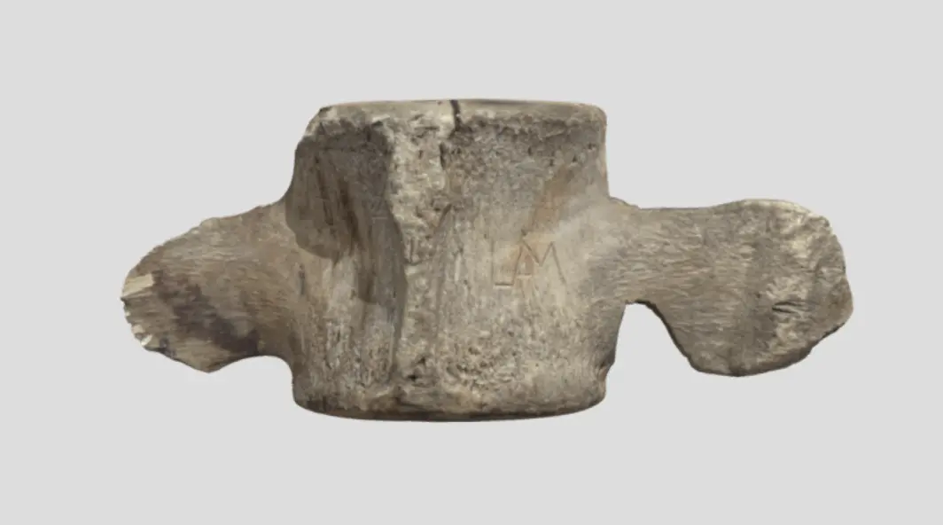 Ben av kaskelot, kallade "Jungfru Visnas ben". 3 delar.