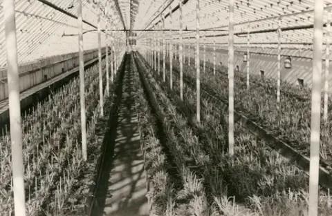 Fotografi taget av Torsten Nilsson som var anställd hos Grens handelsträdgård c:a 1945 - 1960 och expert på nejlikor. 

Insidan från ett av de växthus som ingår i Grens handelsträdgård. Vi ser de små plantorna i bäddarna och hur ett bevattningssystem av typen sprinkler sitter uppe i taket. Solen skiner in genom fönsterrutorna. 

Osäkert när fotografiet kan vara taget.