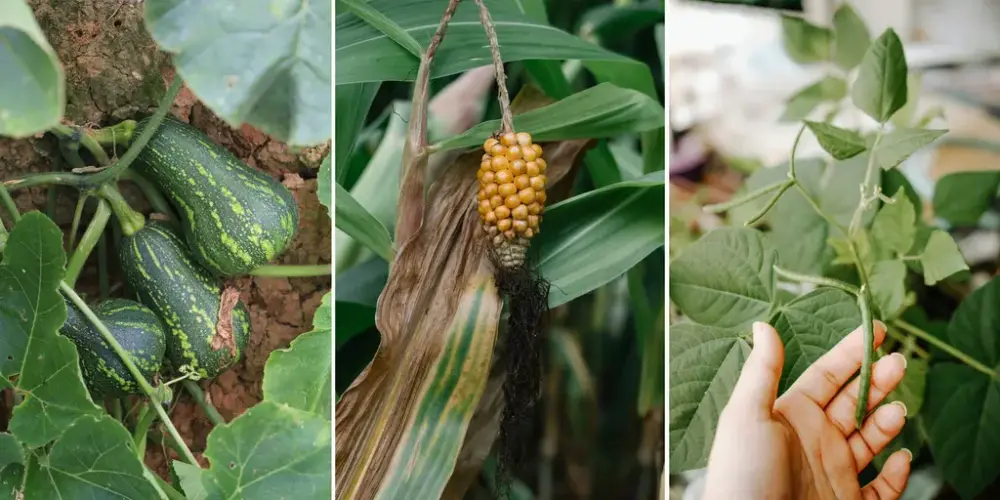 Tre bilder satt sammen til ett. Bildet viser tre forskjellige planter