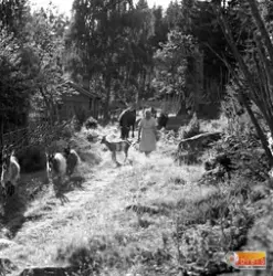 "Fäbodgata" vid Knupbodarnas fäbodar i Hanebo