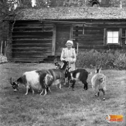 Okänd kvinna med getter, förmodligen framför en av stugorna 