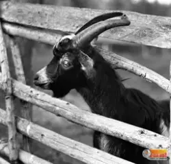 Bilden med geten förmodligen tagen vid Knupbodarnas fäbodval