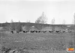 10 st hästskjutsar i en rad. Bilden tagen från samma ställe 