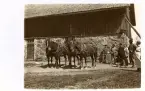 Flera hästar uppradade framför en lada med människor som står bredvid i gårdsmiljö. Text baksida kort: 