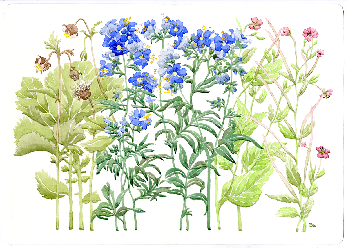 Förlaga till bordsunderlägg med sommarblommor, humleblomster, blågull, dunört