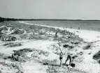 Familjen Erikssons tältsemestrar med bil på 1950- och 1960-talet. Vy över stranden på Sudersand på Fårö, Gotland 1959.
