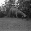 Familjen Erikssons tältsemestrar med bil på 1950- och 1960-talet. Familjen Eriksson på Hagenbecks Zoo i Hamburg, Tyskland 1962. På bilden Thomas vid en dinosaurie.