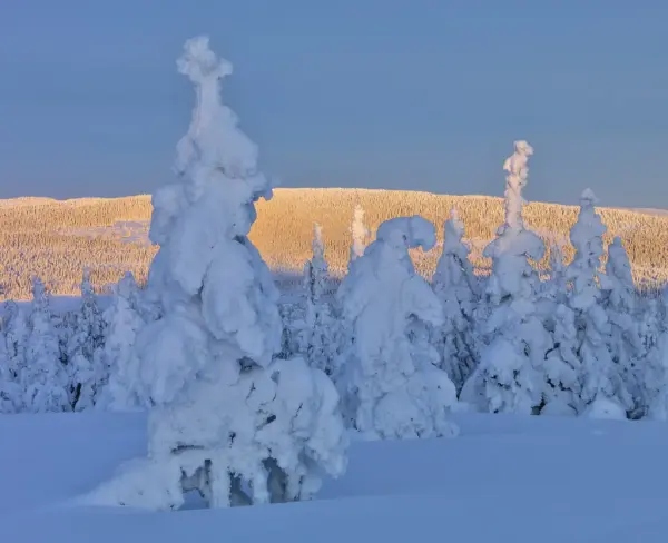 Skogkledd landskap dekket i snø 