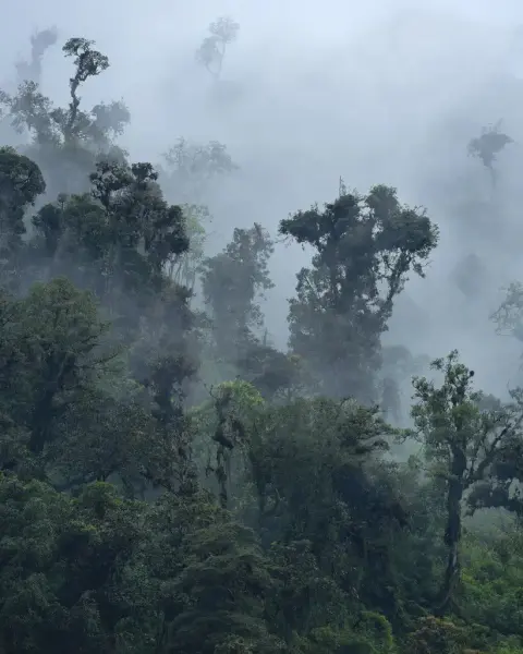 Mystisk landskap med regnskog og tåke