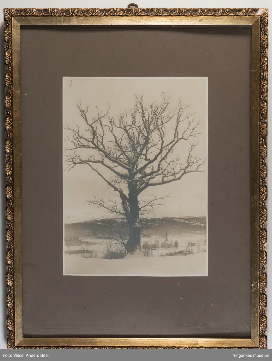 Et stort eiketre (Den gamle mester) i vinterlandskap. Fjell, hus og en kirke i bakgrunnen.