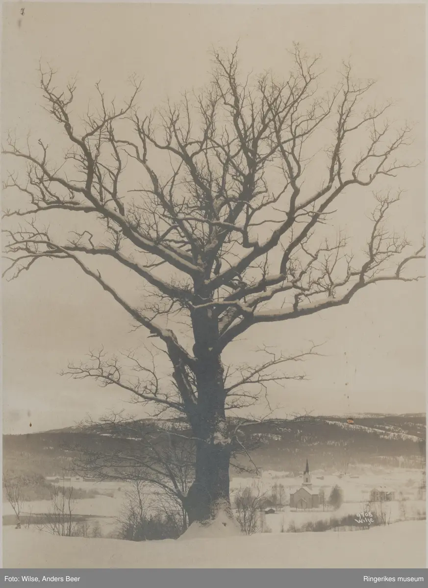 Et stort eiketre (Den gamle mester) i vinterlandskap. Fjell, hus og en kirke i bakgrunnen.