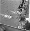 Simningen, 16/8 1942. 
Provtagning för simmärken.