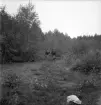Orientering, 27/9 1942. 
Två flickor i snårskog.
