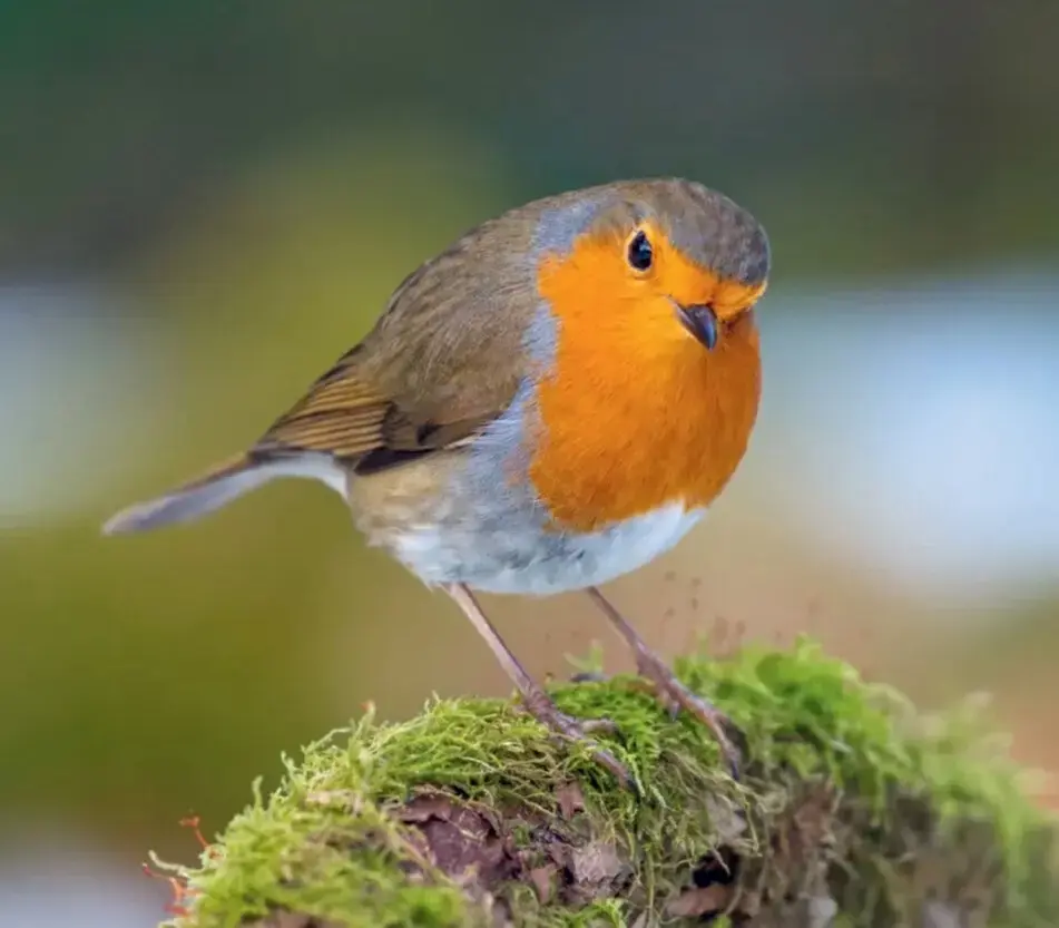 ein raudstrupe sit på ei mosegrodd grein