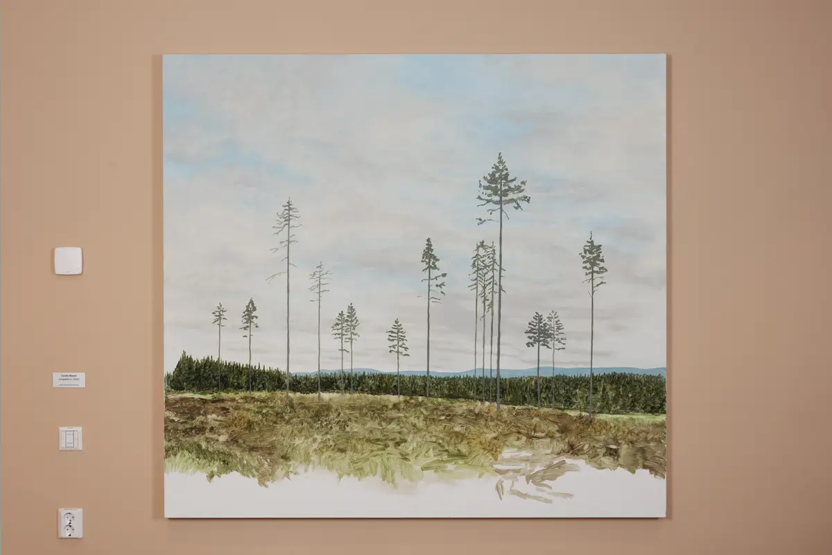 Skoglandskap avbildet med tydelige tegn etter hogst. Noen enkle trær står igjen i et ellers avskoget område.  