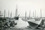 Fiskebåtar förtöjda vid piren i hamnen vid Torekov, Skåne 1922.