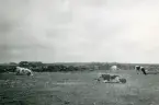 Kor på strandhedarna i Torekov på Bjärehalvön, Skåne 1922.