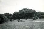 Karaktäristiska träd och natur från Hallands Väderö, Skåne 1922.