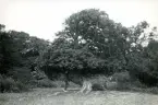 Karaktäristiska träd och natur med tandläkare Gunnar Högberg stående under ett träd på Hallands Väderö, Skåne 1922.