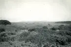 Landskap med buskklädda betesmarker på Hallands Väderö, en ö belägen utanför Torekov i nordvästra Skåne 1922.