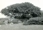 Karaktäristiskt träd där tandläkare Gunnar Högberg sitter under det, på Hallands Väderö, Skåne 1922.