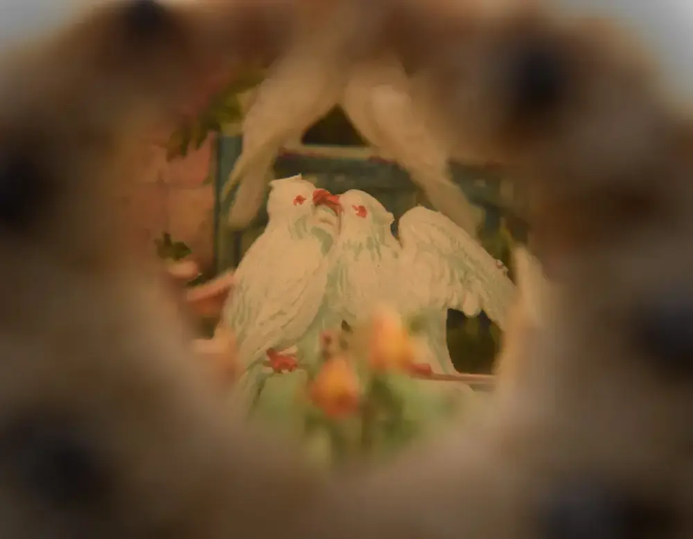 Ett konstgjort fågelpar syns genom en öppning.