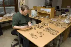 Beinmateriale fra Domkirken