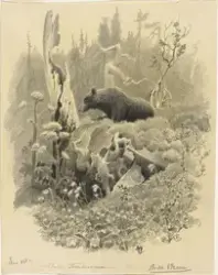 Skoginteriør med bjørn [Tegning]