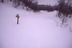 Jervspor som kommer fra Storvollia og går oppover Skarvdalsv